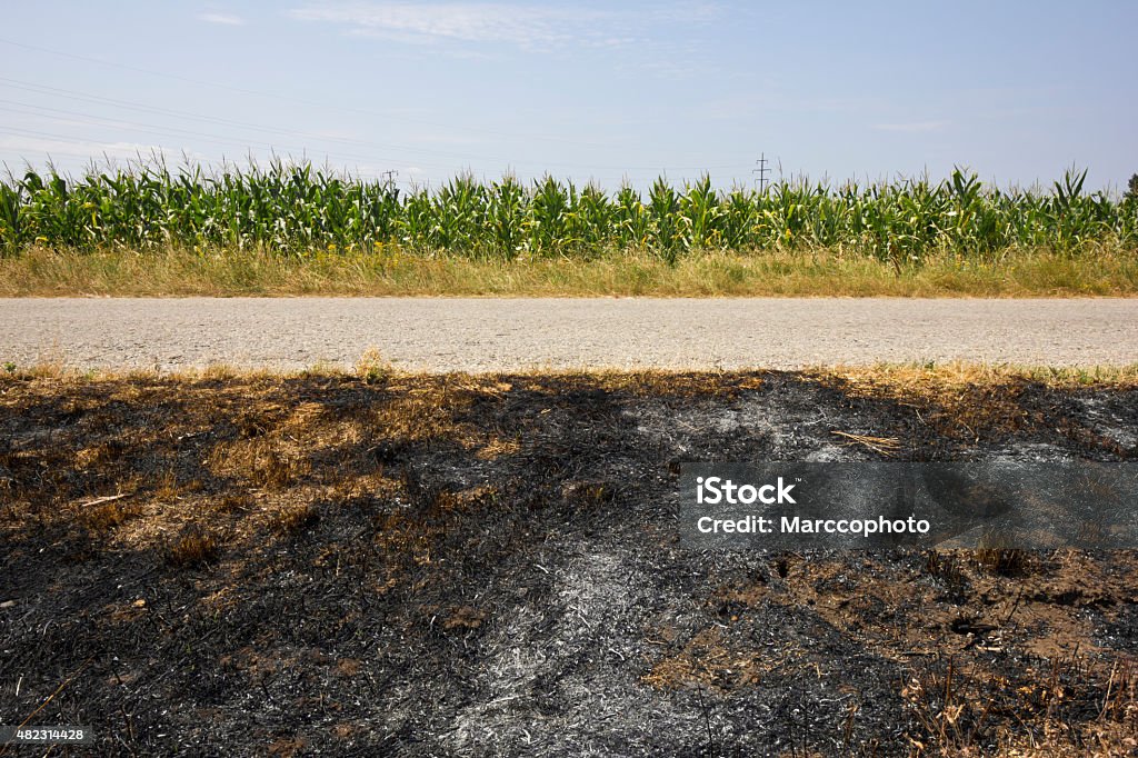 burned grass next to asphalt road and corn field burned grass field as result of high temperatures in summer that caused wild fire, photo taken in Europe with dslr camera and wide angle lens on hot, summer day. 2015 Stock Photo