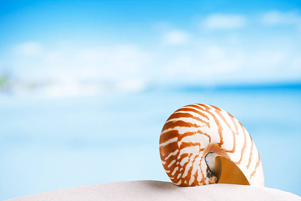 istock nautilus shell on white Florida beach sand under the sunlight 482314898