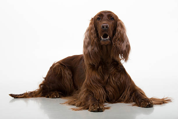 Irish Setter, lying down Irish Setter, lying in front of white background. irish setter stock pictures, royalty-free photos & images