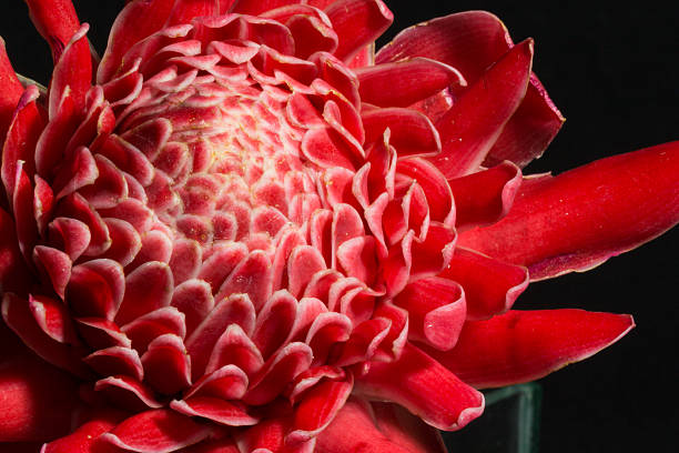 istock red Etlingera elatior flower 482317680