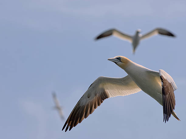 Norther Gannet in flight with two ther birds in background stock photo