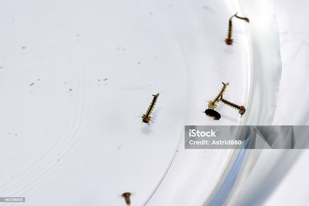 moskito larvae moskito larvae in the water Animal Stock Photo