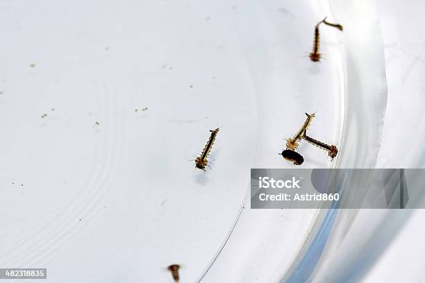 Moskito Larvae Stock Photo - Download Image Now - Animal, Animal Body Part, Animal Stage