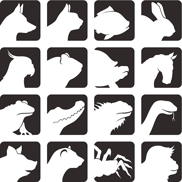 Pets icon set Varios pets icon set. High resolution PNG file is also added. parrot silhouette stock illustrations
