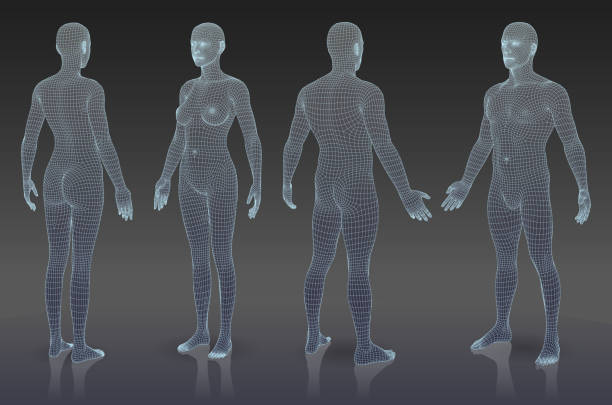 Set of three dimensional bodies. EPS 10. File contain blending object. All lines are not expanded you can change thickness if it is necessary. female likeness illustrations stock illustrations