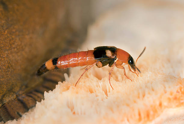 Lordithon lunulatus on fungi
