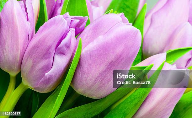 Bunch Of Pink Tulip Flowers Stock Image Stock Photo - Download Image Now - Black Background, Bouquet, Bunch