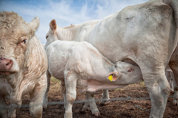 Calf drinking milk w his mother.