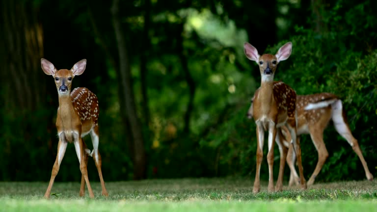 Whitetail deer fawns