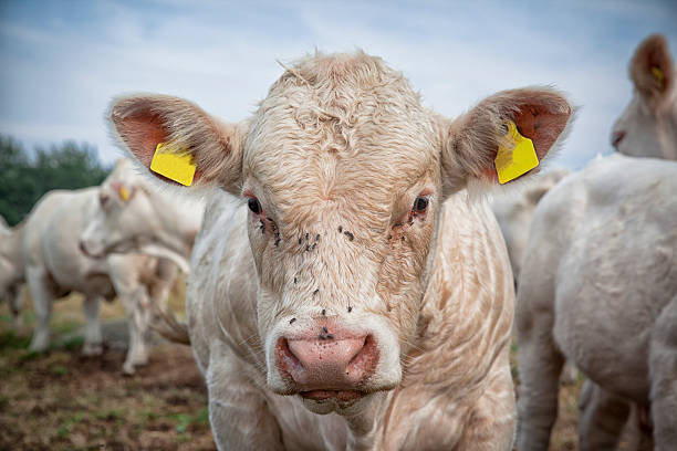 Portrait of Charolais Bull Calf