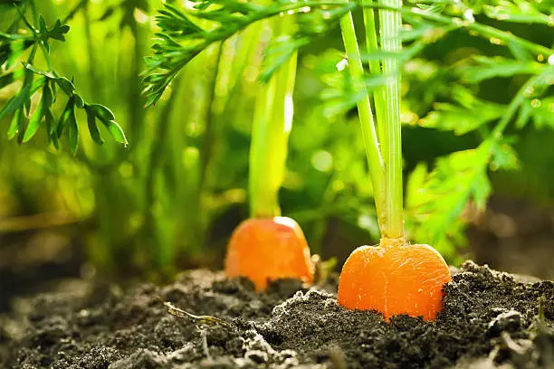 Photo of Ripe carrots