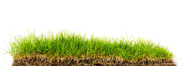 istock Fresh spring green grass with soil isolated on white background. 482323327