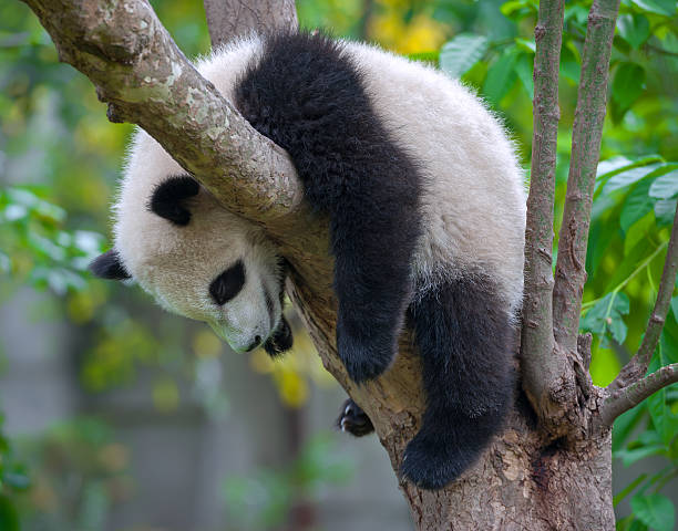 Young panda bear sleeping in tree Cute young panda bear resting in tree panda animal stock pictures, royalty-free photos & images