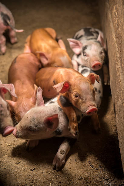 istock Little baby pigs 482324595