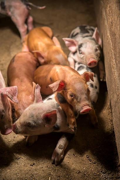 istock Little baby pigs 482324611