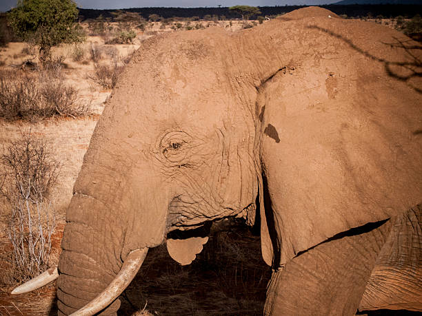 istock Elephant in Kenya on Safari 482324883