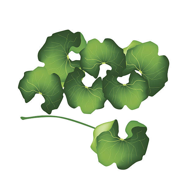 centella asiatica な植物��を背景に白色 - aentella点のイラスト素材／クリップアート素材／マンガ素材／アイコン素材