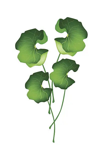 Vector illustration of Fresh Asiatic Pennywort Plant on White Background