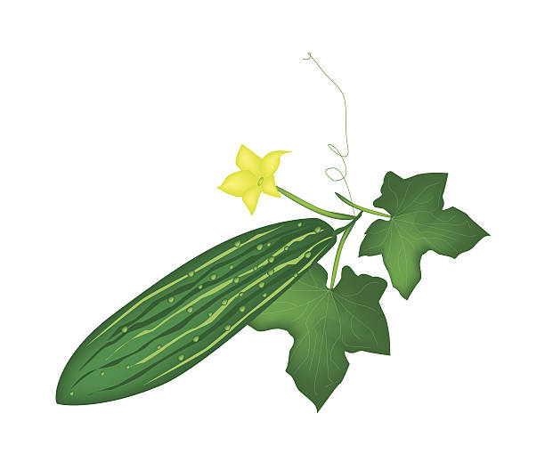 ilustrações de stock, clip art, desenhos animados e ícones de medula de vegetais fresca no fundo branco - zucchini squash marrow squash vegetable