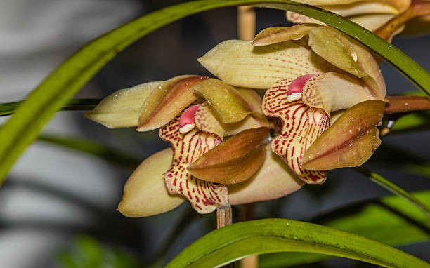 istock Spring flowers, Beautiful Cymbidium orchid 482326987