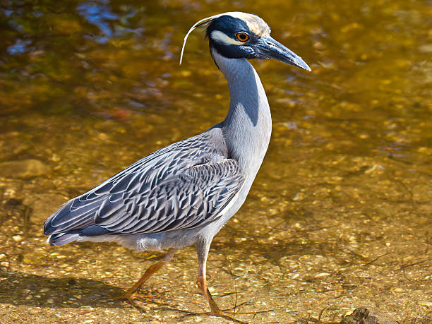 シラガゴイ（nyctanassa violacea ）に立つ水 - heron night heron island water ストックフォトと画像