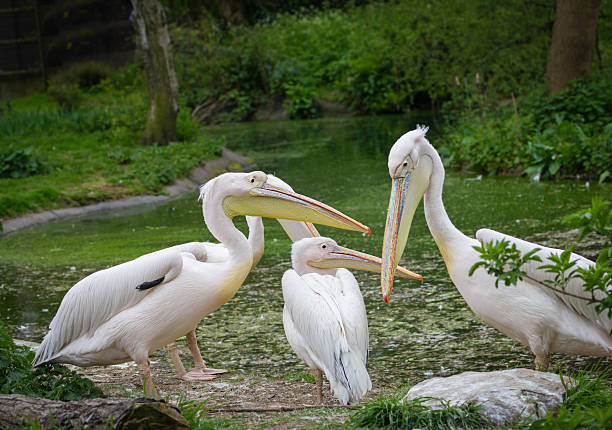 istock pelican feeding kids at the zoo 482329163