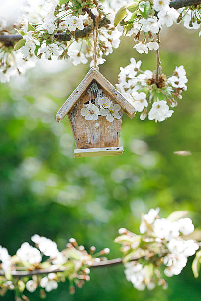 istock Little Birdhouse in Spring with blossom cherry flower sakura 482329314