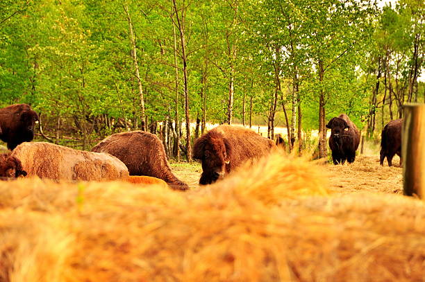 istock Bison in the canadian prairies 482329909