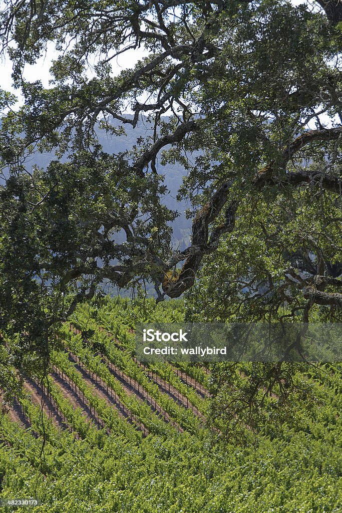 Gnarled Oak Tree y viñedos - Foto de stock de Viña libre de derechos
