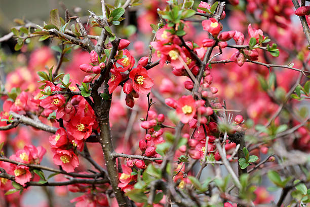 istock Red flowers are in full bloom. 482330284