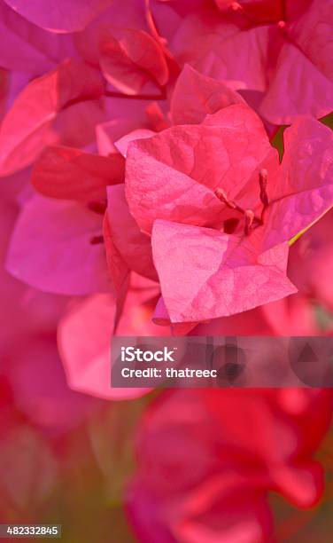 Pink Bougainvillea Flower In Garden Stock Photo - Download Image Now - Backgrounds, Bougainvillea, Branch - Plant Part