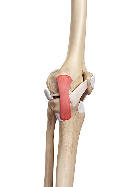 istock The tibial collateral ligament 482332928