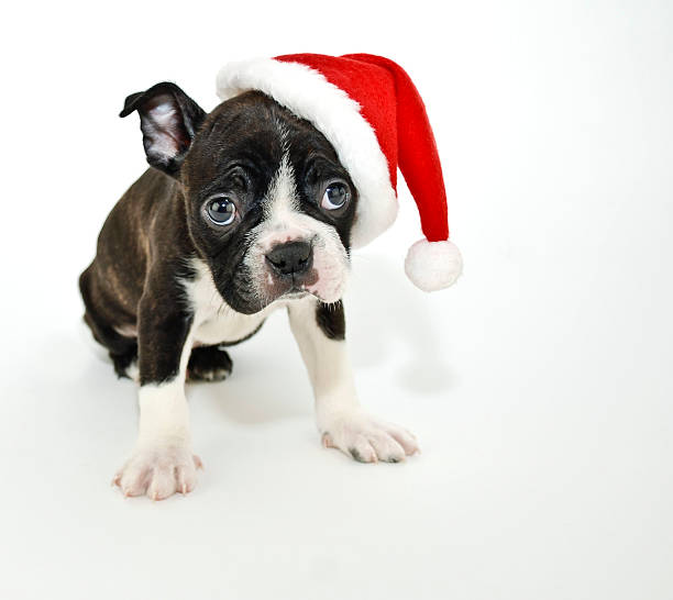 istock Boston Terrier Wearing a Santa Hat 482333133