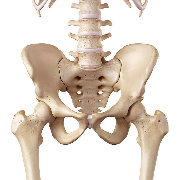 the hip medical accurate illustration of the hip Pelvis stock pictures, royalty-free photos & images
