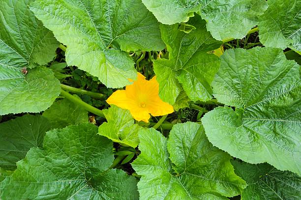 courgette de plantes et de fleurs - squash flower plant single flower photos et images de collection