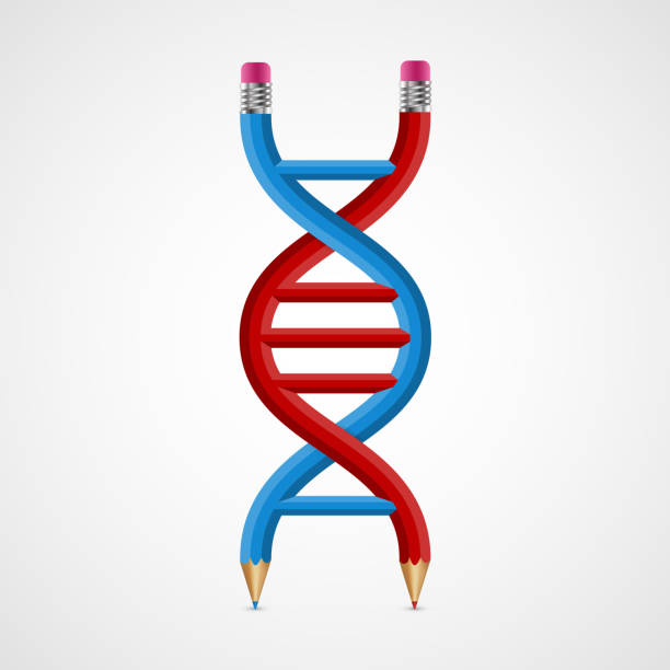 креативная иконка 3 d днк с карандашами. - dna helix helix model red stock illustrations