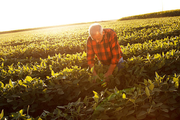 istock Senior farmer in a field examining crop 482333956