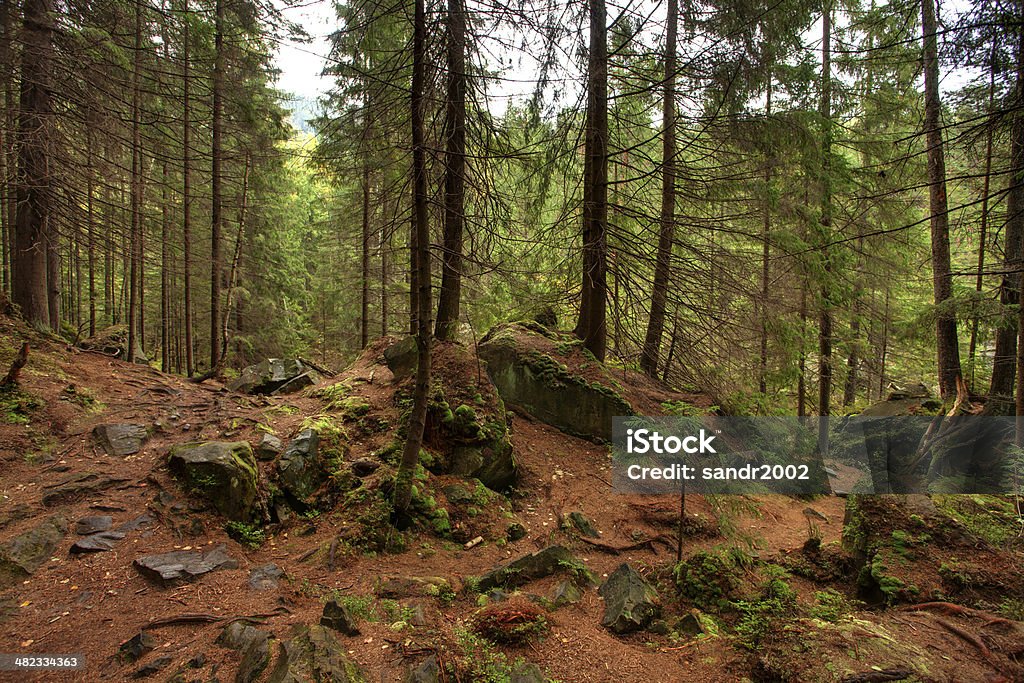 Bosque de árboles y hierba.  Montañas Carpathian - Foto de stock de Aire libre libre de derechos