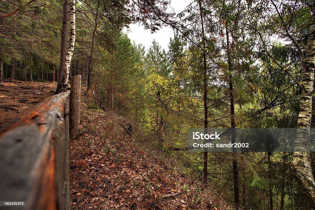 Bosque de árboles y hierba.  Montañas Carpathian - Foto de stock de Aire libre libre de derechos