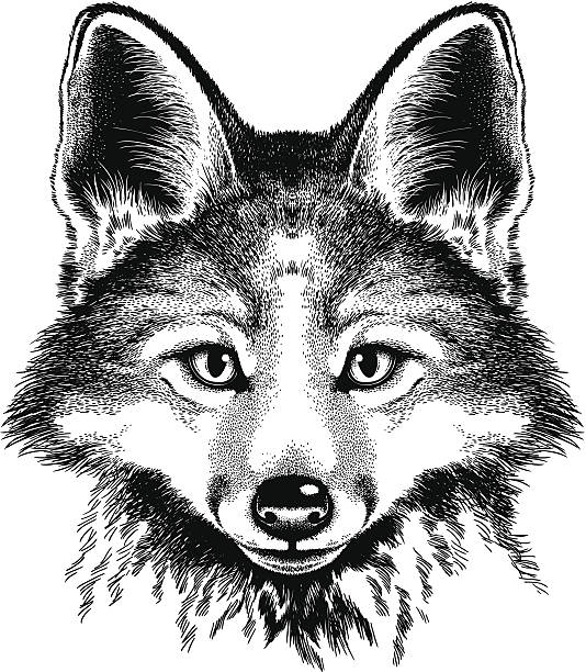 Portrait of a fox vector art illustration