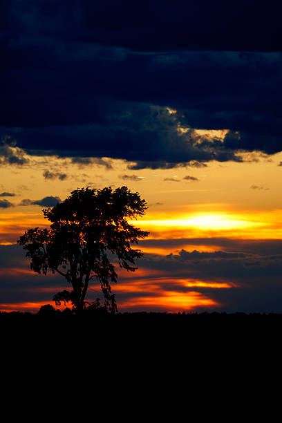 istock Lonely tree in sunset awe sunset, Quebec, Canada 482334744