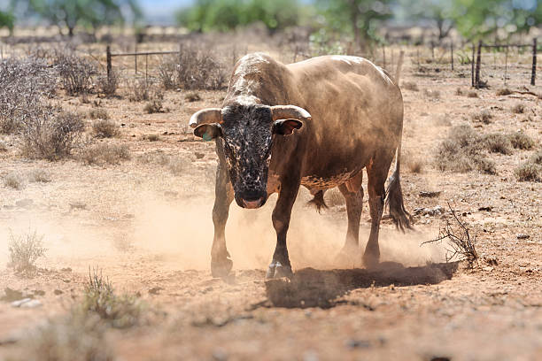 rude bull standing and ready to attack nguni stud bull a traditional breed of cattle for the african stock farmers nguni cattle stock pictures, royalty-free photos & images