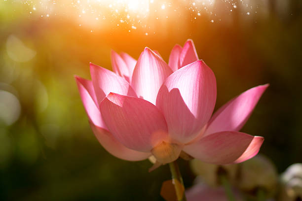 istock Blooming lotus flower in the morning. 482335047