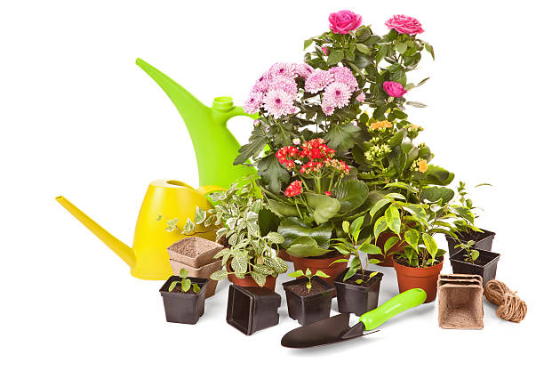 istock Garden plants and flowers 482335176