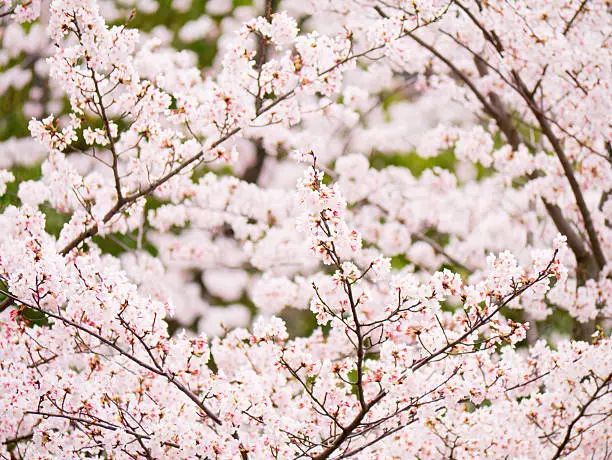 Photo of Blooming Yoshino cherry tree