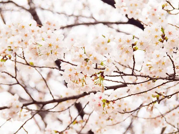 Photo of Yoshino cherry tree in full bloom