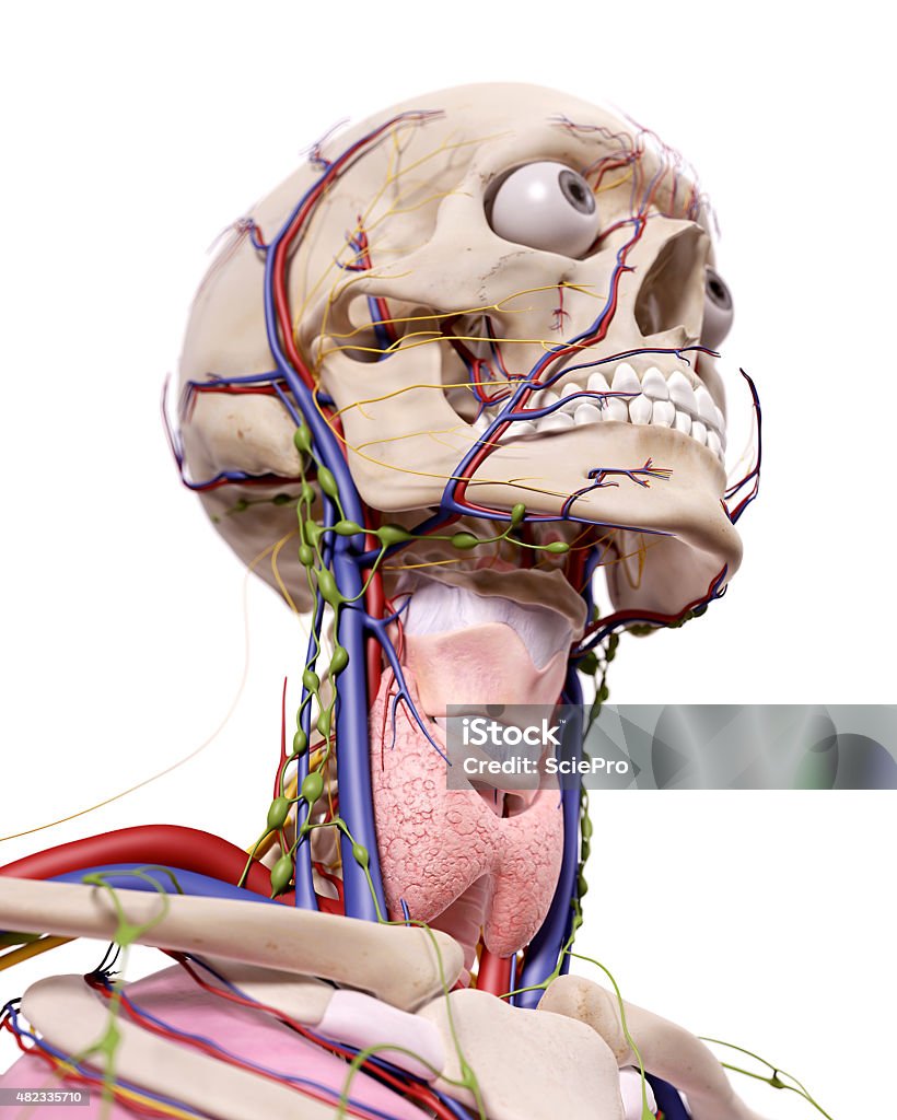 La tête de l'anatomie - Photo de 2015 libre de droits