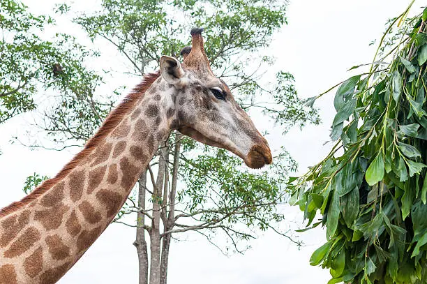 Photo of Giraffe in Chiang Rai, Thailand