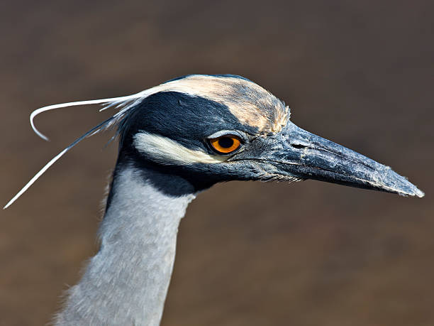 シラガゴイ（nyctanassa violacea 、ポートレート） - heron night heron island water ストックフォトと画像