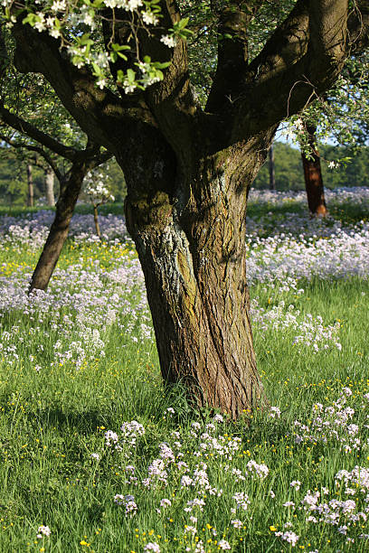 kuvapankkikuvat ja rojaltivapaat kuvat aiheesta kevään kukka - meadowfoam